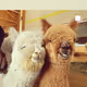Alpaca  Sweet