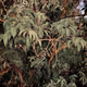 Mango tree V2