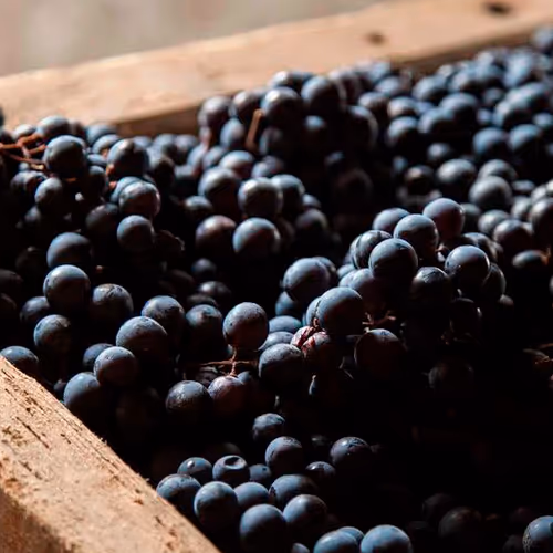 Amarone V3