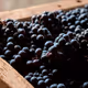Amarone V3