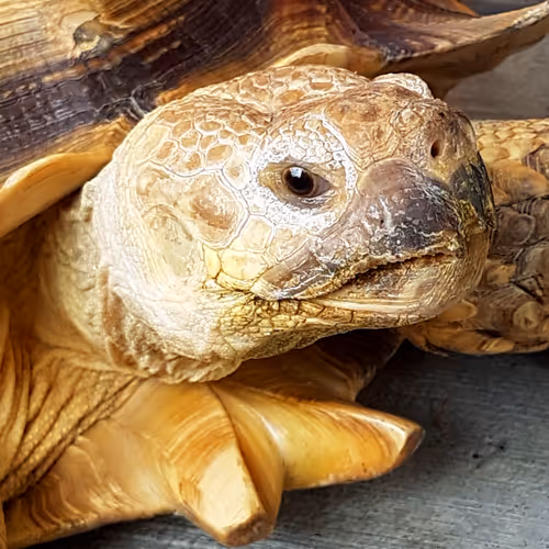 Amazing Animals - VNNPaDlZvx