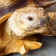 Amazing Animals - VNNPaDlZvx