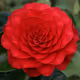 Amazing Red Flower