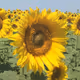 Amazing Sunflower