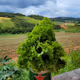 Amazon Green World