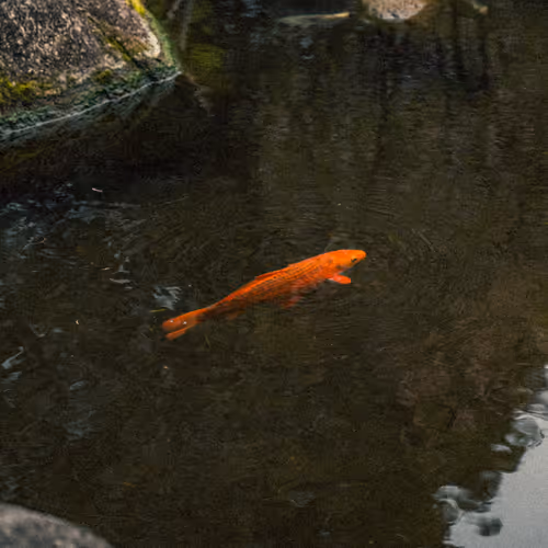 Amber Echo