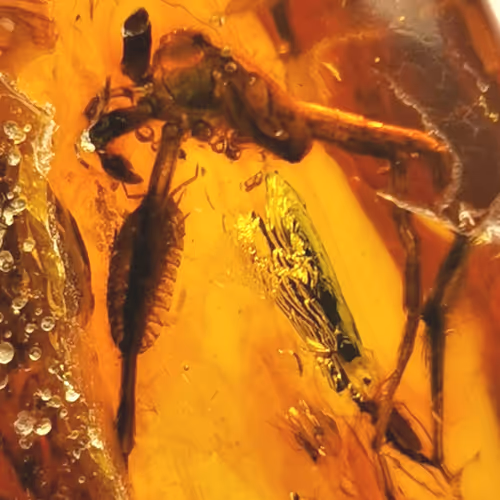 amber natural