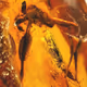 amber natural