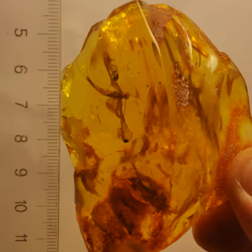 amber nft