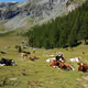 Amour Vache