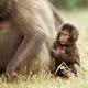 Amuse_Ape - old