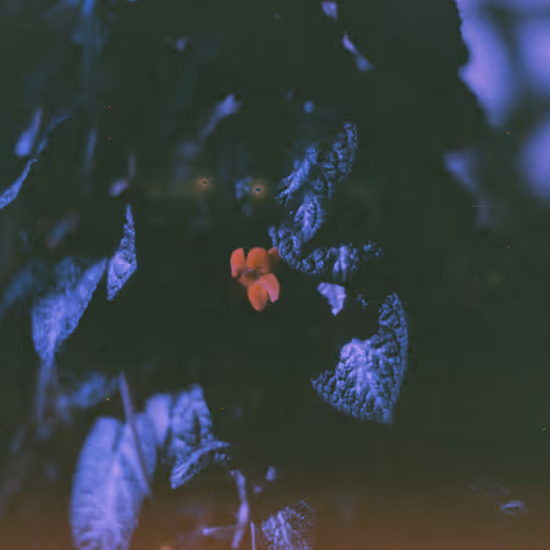 Analog Photos Experiment