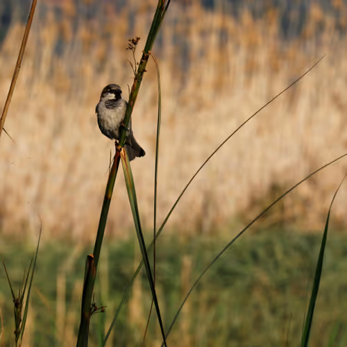 Anatolian Photographer