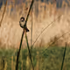 Anatolian Photographer