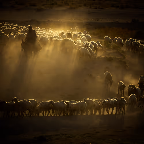 Anatolian Shepherds - old