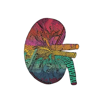 Anatomical Kidneys - old