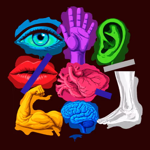 Anatomy 3xe