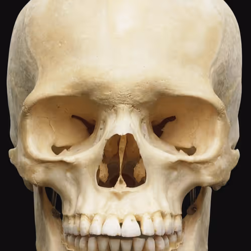 Ancient skull of the magician.