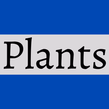 ...and then one day a plant may grow