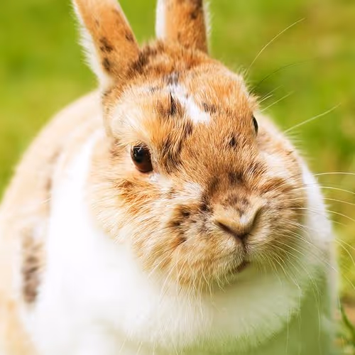 Angry Bunnies Collection