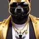 Angry Big Bad Shiba Inu's