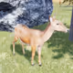 Animal Alive