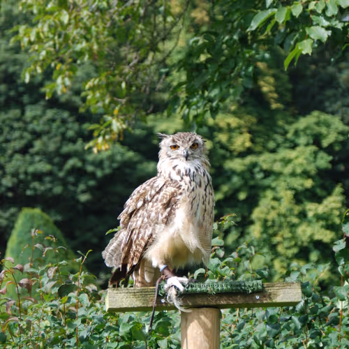 Animal Area (ETH) - old