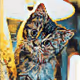 Animal ART-NFT - old