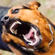 Animal Bites