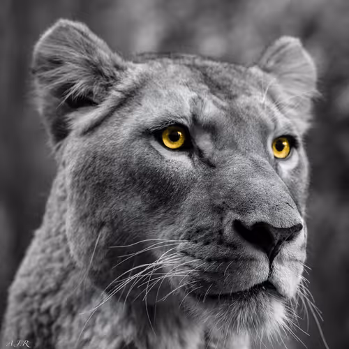 Artistic Animal. - old