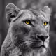 Artistic Animal. - old