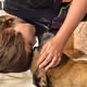 Animal heros