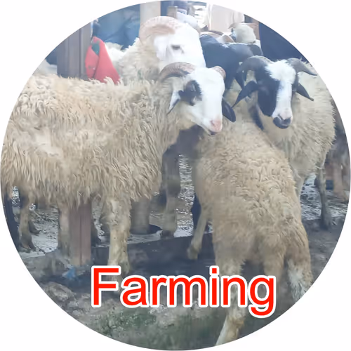 Animal husbrandy Discovery