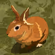 animal is cutttte