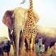 Animal Kingdom NFT