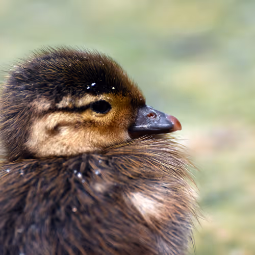 Animal Photography - BlackWingBinLan