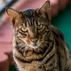 Animal Series - Joseph DeFalco III - old
