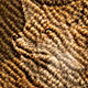 Animal Texture