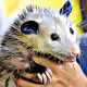 Animallia: Mexican Treasures
