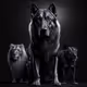 Animal's-Kingdom