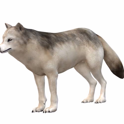 animals 3D model