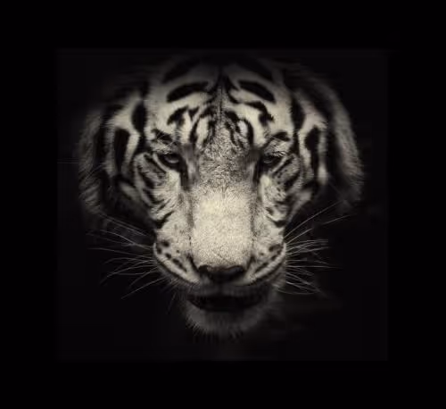 Animals artistic pictures