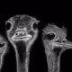 Animals by Bala. - old