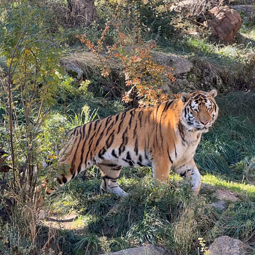 Animals By Morgan Thomas