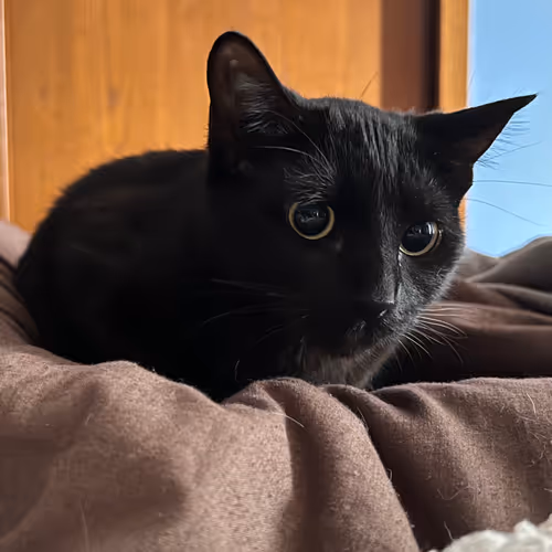 Animals by Prymalfury