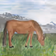 Animals by Vika