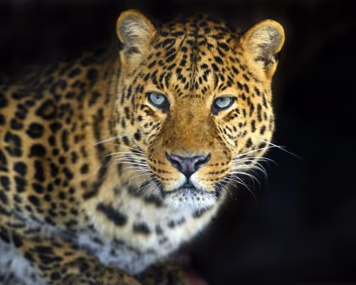 animals collection by graf