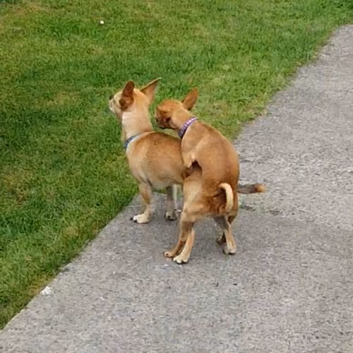 Animals Do The Funniest things