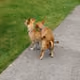 Animals Do The Funniest things