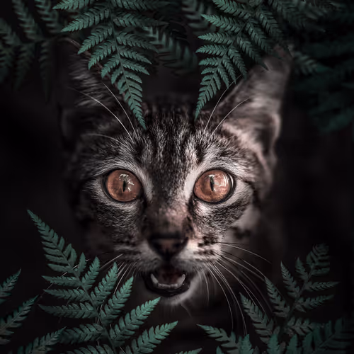 Animals Forest